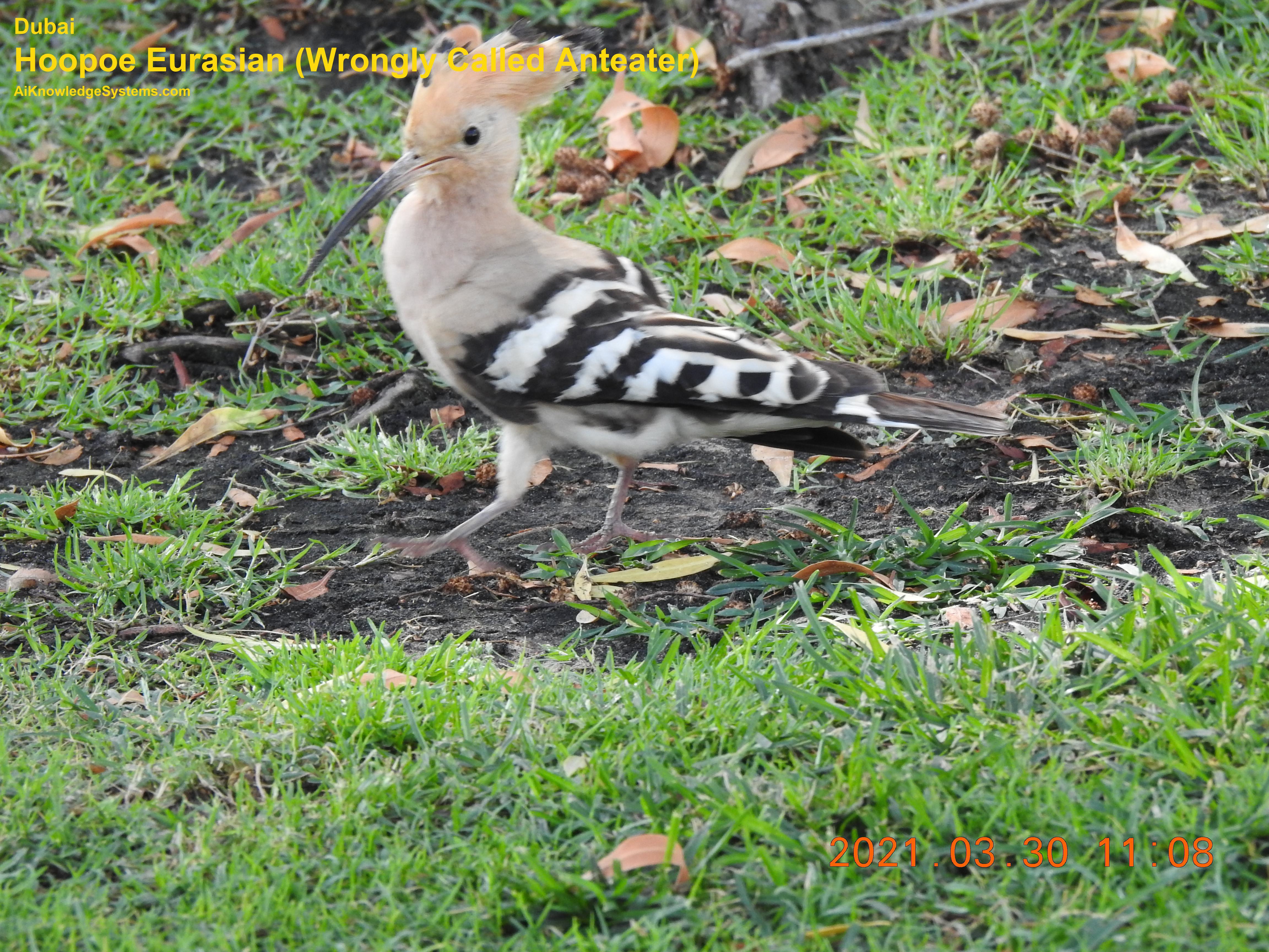 Hoopoe Eurasian (43) Coming Soon